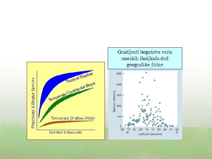 Gradijent bogatstva vrsta duž geografske širine Gradijenti bogatstva vrsta morskih školjkaša duž geografske širine