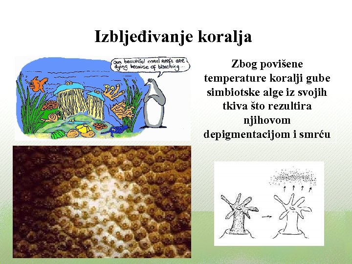 Izbljeđivanje koralja Zbog povišene temperature koralji gube simbiotske alge iz svojih tkiva što rezultira