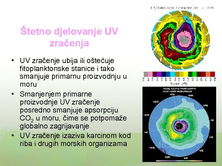 Štetno djelovanje UV zračenja • UV zračenje ubija ili oštećuje fitoplanktonske stanice i tako