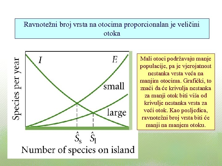 Ravnotežni broj vrsta na otocima proporcionalan je veličini otoka Mali otoci podržavaju manje populacije,