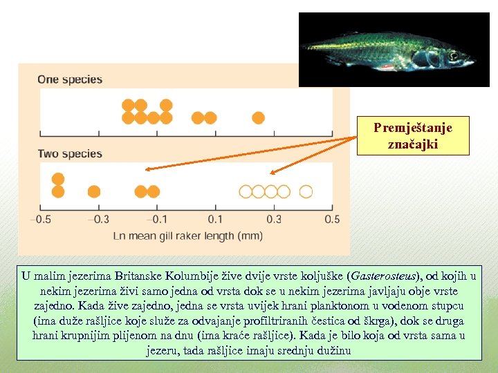 Premještanje značajki U malim jezerima Britanske Kolumbije žive dvije vrste koljuške (Gasterosteus), od kojih