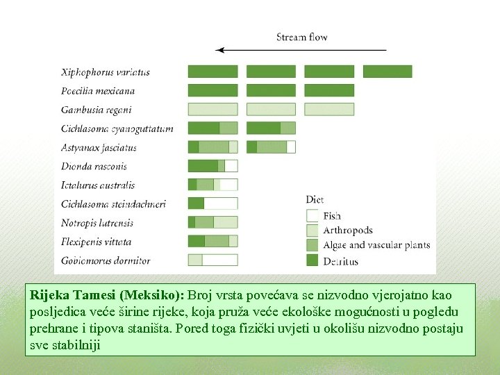 Rijeka Tamesi (Meksiko): Broj vrsta povećava se nizvodno vjerojatno kao posljedica veće širine rijeke,