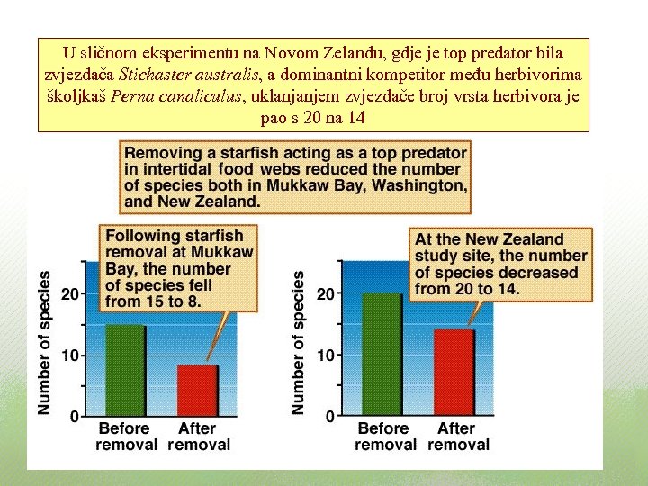 U sličnom eksperimentu na Novom Zelandu, gdje je top predator bila zvjezdača Stichaster australis,