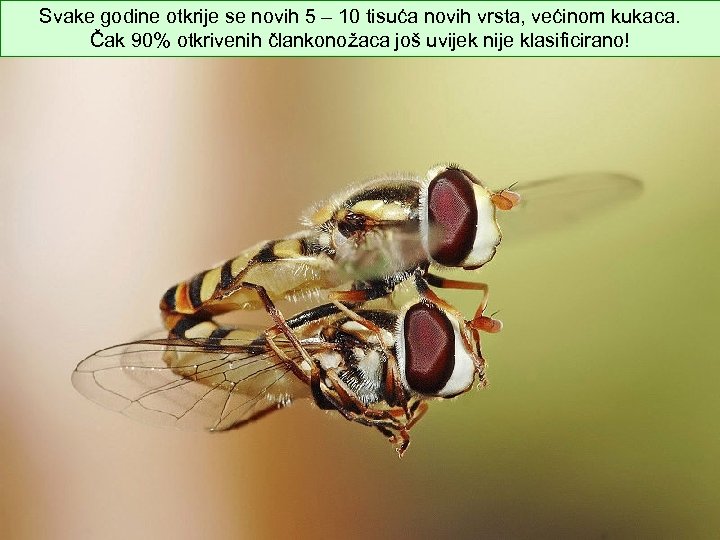 Svake godine otkrije se novih 5 – 10 tisuća novih vrsta, većinom kukaca. Čak