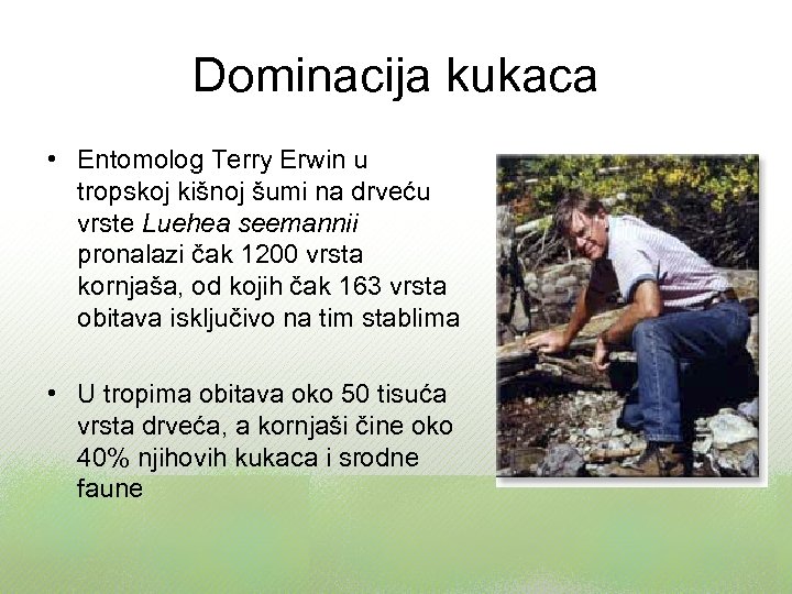 Dominacija kukaca • Entomolog Terry Erwin u tropskoj kišnoj šumi na drveću vrste Luehea