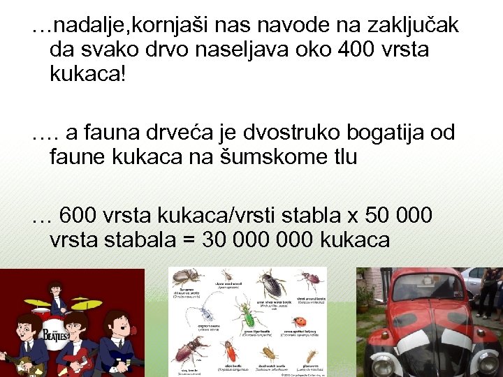 …nadalje, kornjaši nas navode na zaključak da svako drvo naseljava oko 400 vrsta kukaca!