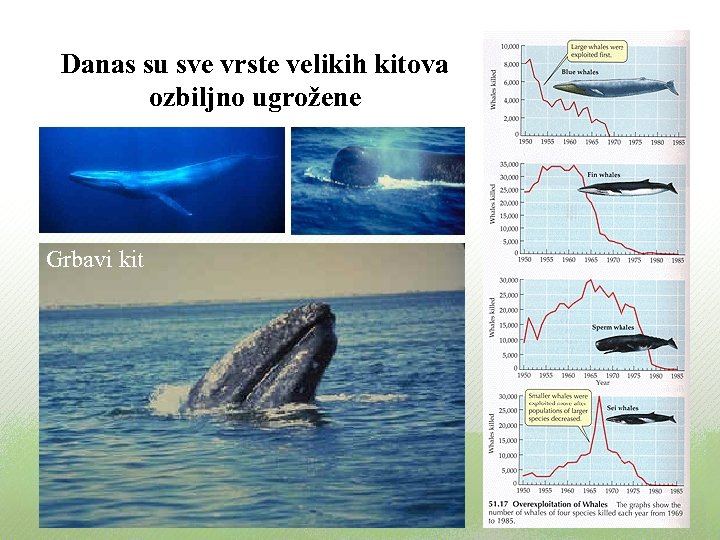 Danas su sve vrste velikih kitova ozbiljno ugrožene Grbavi kit 
