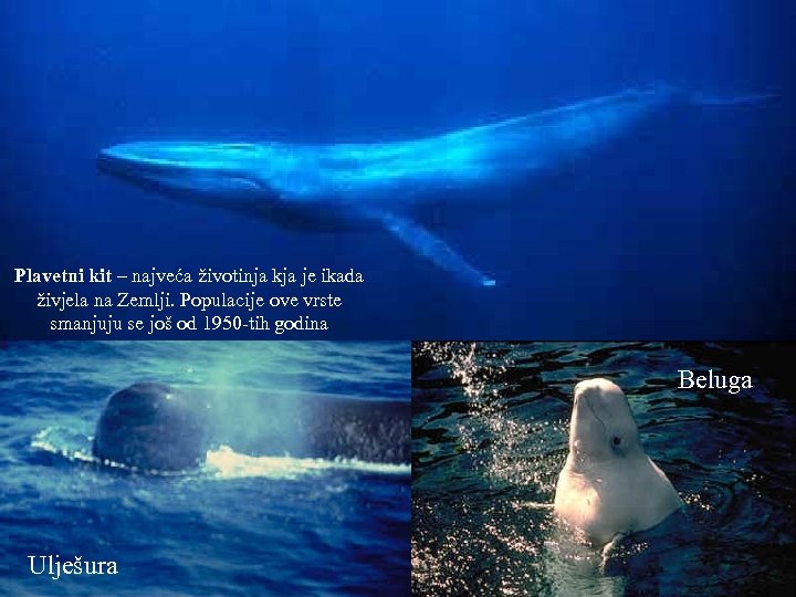Plavetni kit – najveća životinja kja je ikada živjela na Zemlji. Populacije ove vrste