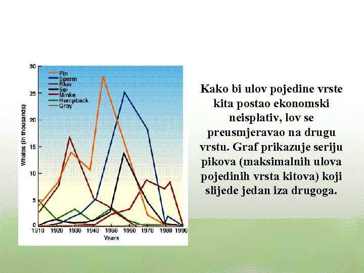 Kako bi ulov pojedine vrste kita postao ekonomski neisplativ, lov se preusmjeravao na drugu
