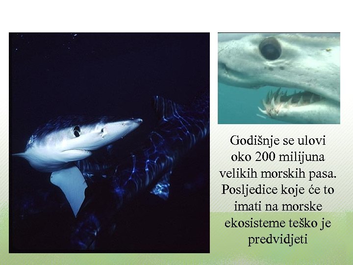 Godišnje se ulovi oko 200 milijuna velikih morskih pasa. Posljedice koje će to imati