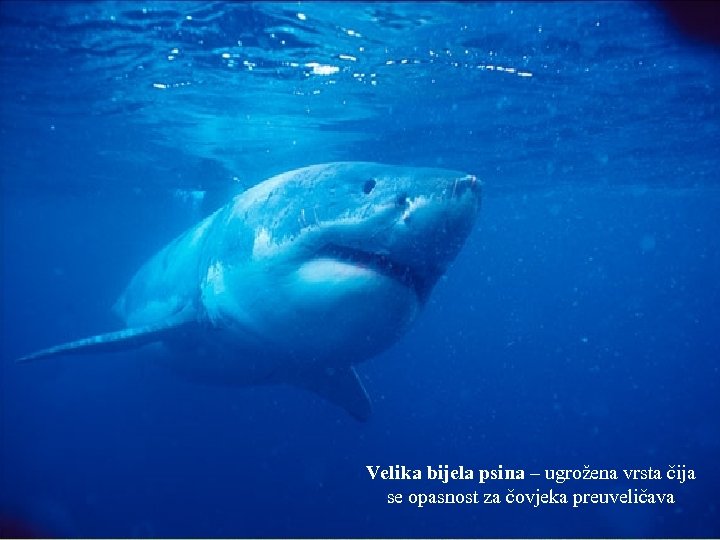 Velika bijela psina – ugrožena vrsta čija se opasnost za čovjeka preuveličava 