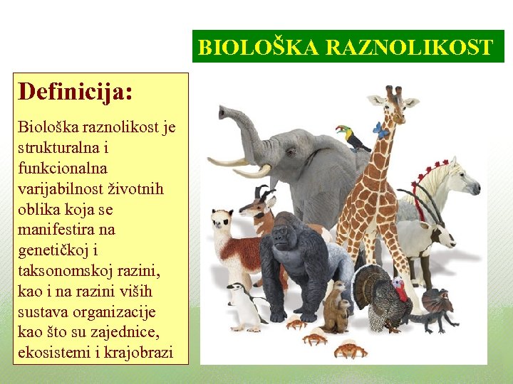 BIOLOŠKA RAZNOLIKOST Definicija: Biološka raznolikost je strukturalna i funkcionalna varijabilnost životnih oblika koja se
