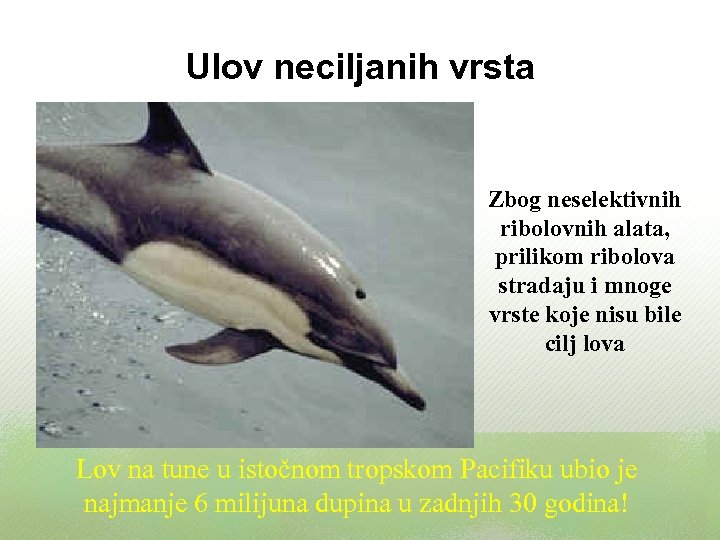 Ulov neciljanih vrsta Zbog neselektivnih ribolovnih alata, prilikom ribolova stradaju i mnoge vrste koje