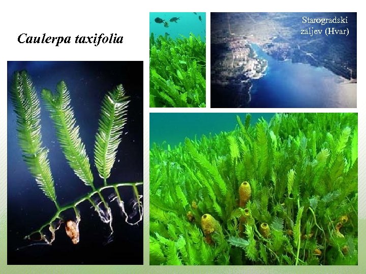 Caulerpa taxifolia Starogradski zaljev (Hvar) 