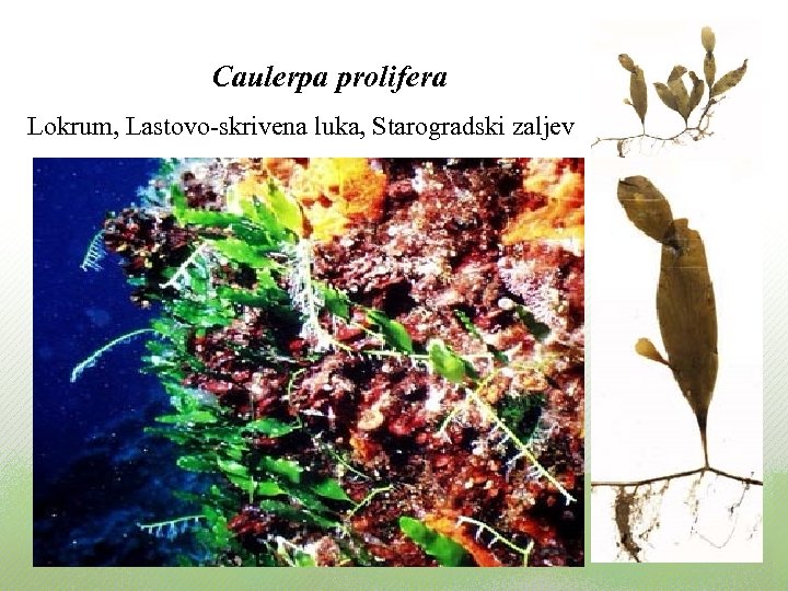 Caulerpa prolifera Lokrum, Lastovo-skrivena luka, Starogradski zaljev 
