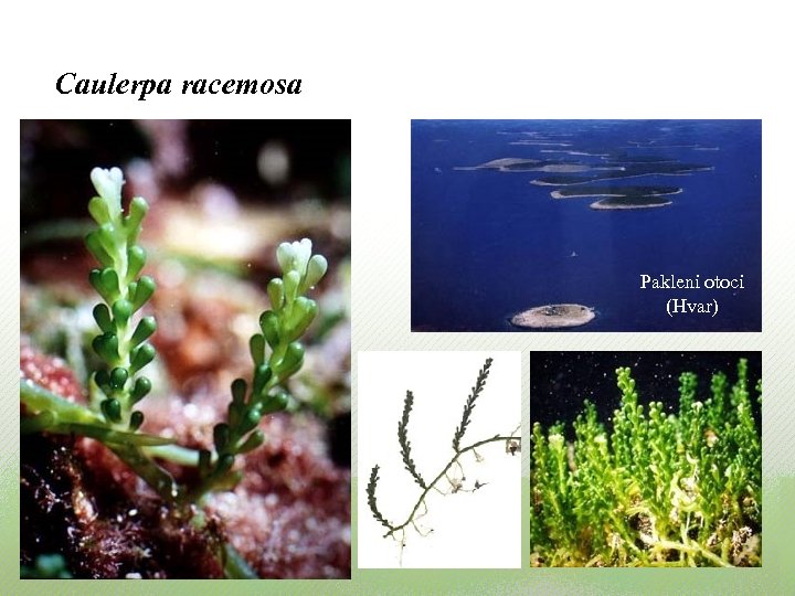 Caulerpa racemosa Pakleni otoci (Hvar) 