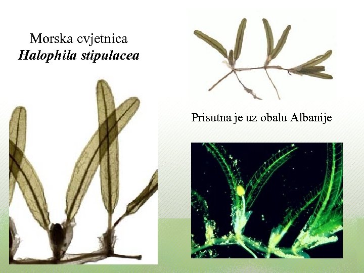 Morska cvjetnica Halophila stipulacea Prisutna je uz obalu Albanije 