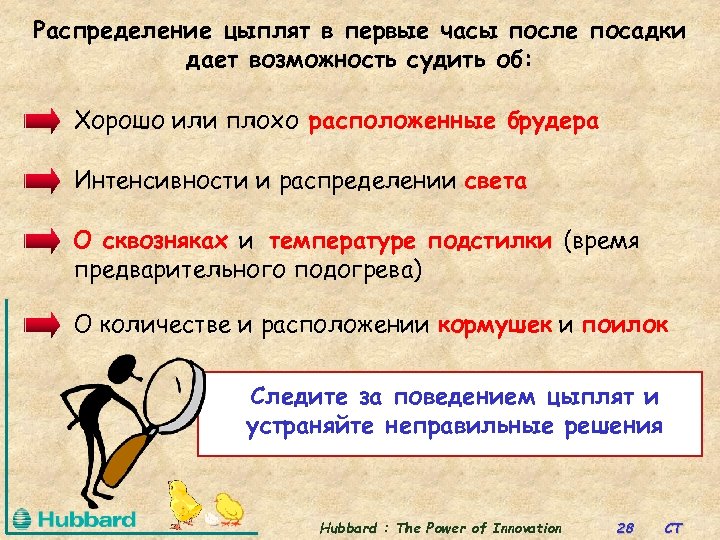Распределение цыплят в первые часы после посадки дает возможность судить об: Хорошо или плохо