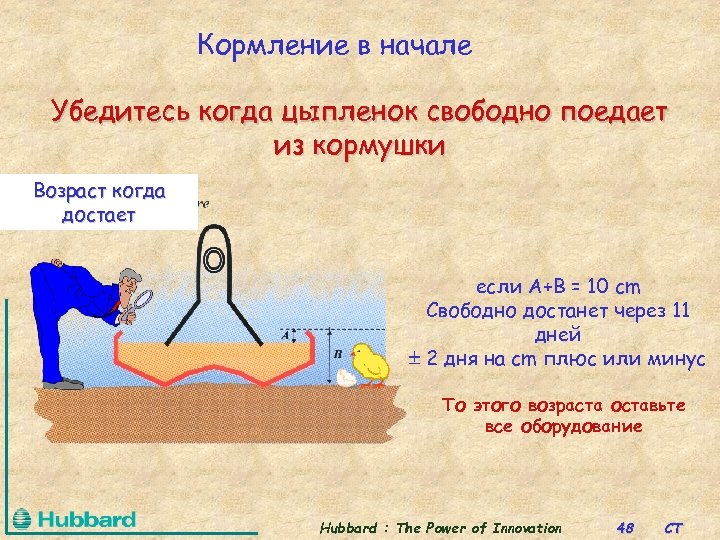 Кормление в начале Убедитесь когда цыпленок свободно поедает из кормушки Возраст когда достает если