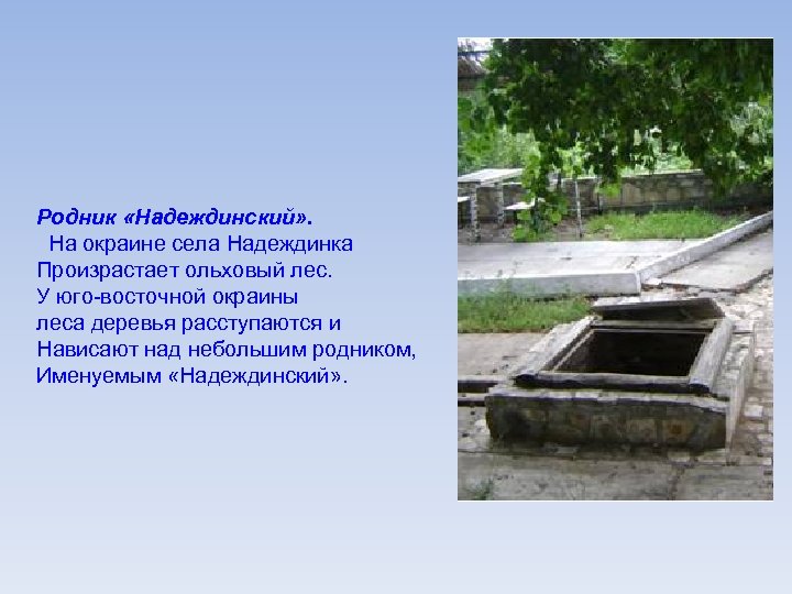 Родник «Надеждинский» . На окраине села Надеждинка Произрастает ольховый лес. У юго-восточной окраины леса
