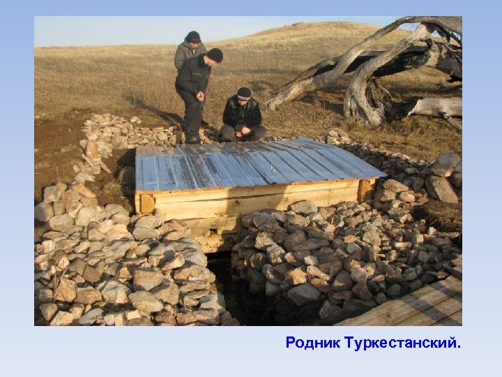 Родник Туркестанский. 