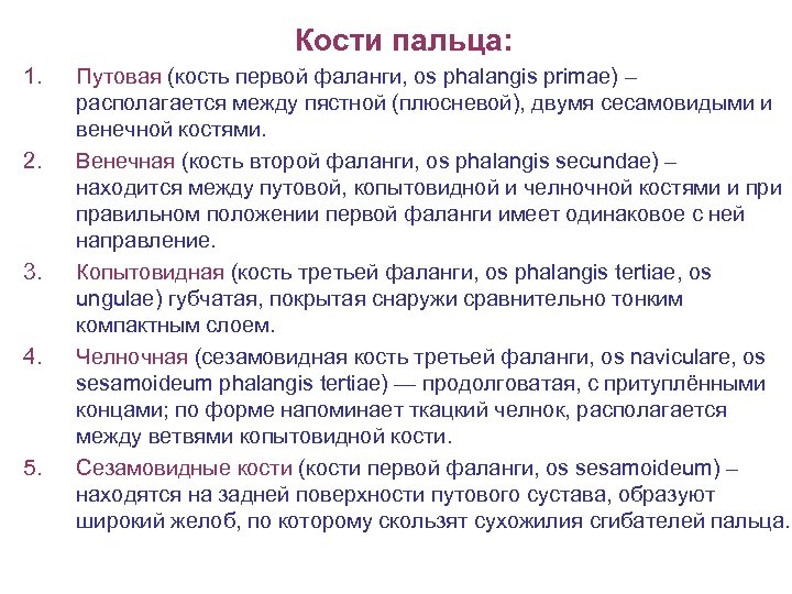 Кости пальца: 1. 2. 3. 4. 5. Путовая (кость первой фаланги, os phalangis primae)
