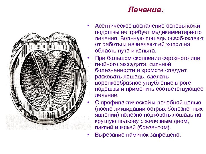Лечение. • Асептическое воспаление основы кожи подошвы не требует медикаментарного лечения. Больную лошадь освобождают
