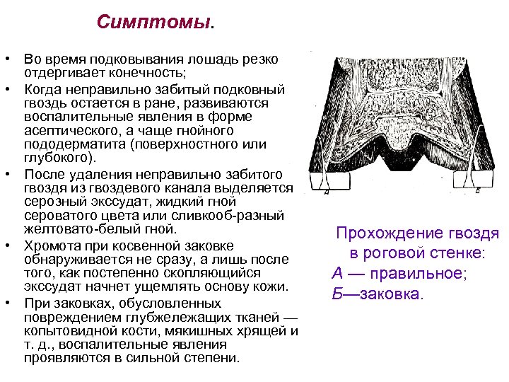 Симптомы. • Во время подковывания лошадь резко отдергивает конечность; • Когда неправильно забитый подковный