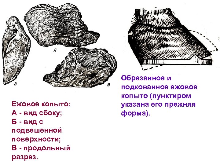 Ежовое копыто: А - вид сбоку; Б - вид с подвешенной поверхности; В -