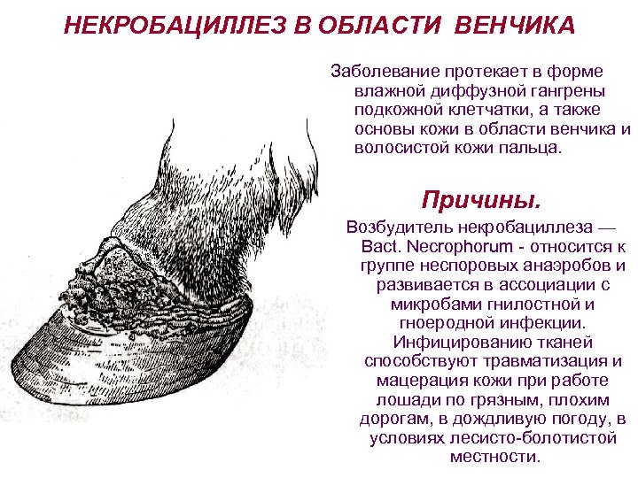 НЕКРОБАЦИЛЛЕЗ В ОБЛАСТИ ВЕНЧИКА Заболевание протекает в форме влажной диффузной гангрены подкожной клетчатки, а