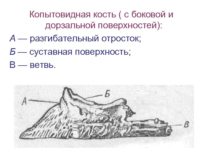 Копытовидная кость ( с боковой и дорзальной поверхностей): А — разгибательный отросток; Б —