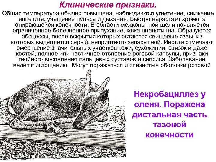 Клинические признаки. Общая температура обычно повышена, наблюдаются угнетение, снижение аппетита, учащение пульса и дыхания.