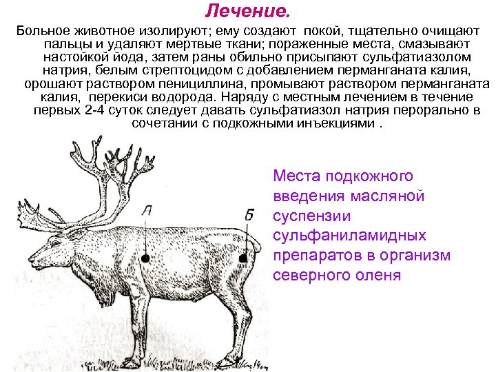 Лечение. Больное животное изолируют; ему создают покой, тщательно очищают пальцы и удаляют мертвые ткани;