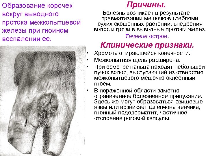 Образование корочек вокруг выводного протока межкопытцевой железы при гнойном воспалении ее. Причины. Болезнь возникает