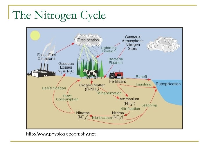 The Nitrogen Cycle http: //www. physicalgeography. net 