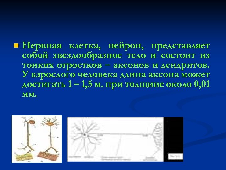 n Нервная клетка, нейрон, представляет собой звездообразное тело и состоит из тонких отростков –