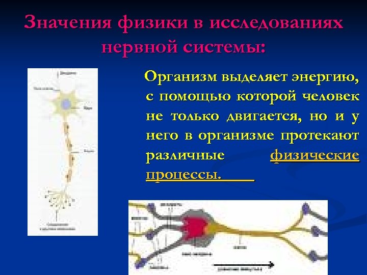 Значения физики в исследованиях нервной системы: Организм выделяет энергию, с помощью которой человек не