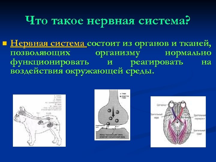 Что такое нервная система? n Нервная система состоит из органов и тканей, позволяющих организму