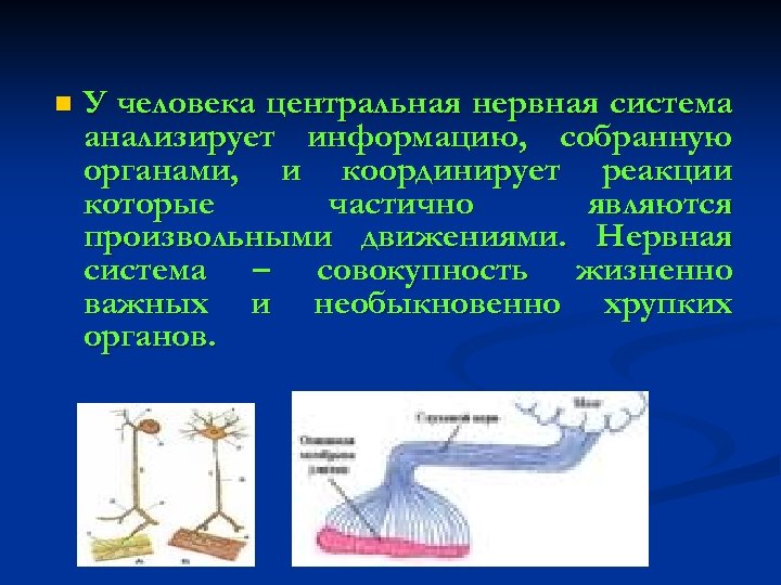 n У человека центральная нервная система анализирует информацию, собранную органами, и координирует реакции которые