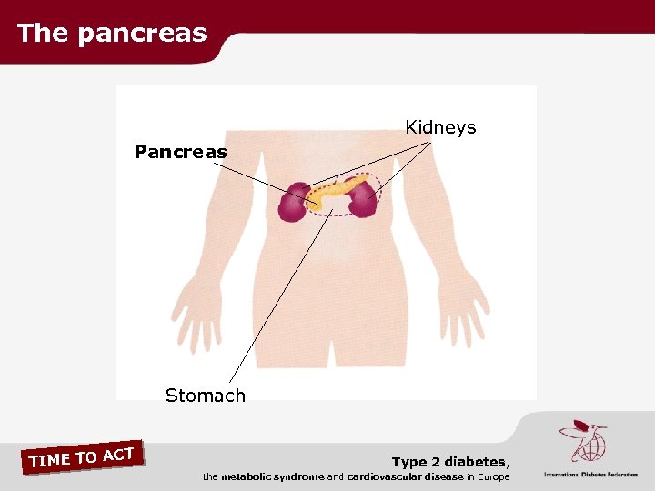 The pancreas Kidneys Pancreas Stomach CT TIME TO A Type 2 diabetes, the metabolic