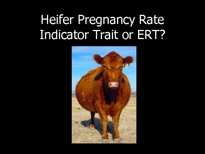 Heifer Pregnancy Rate Indicator Trait or ERT? 