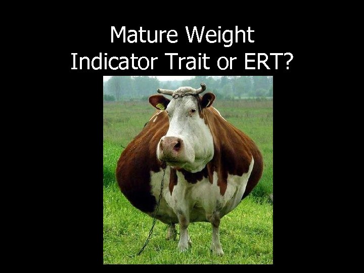 Mature Weight Indicator Trait or ERT? 