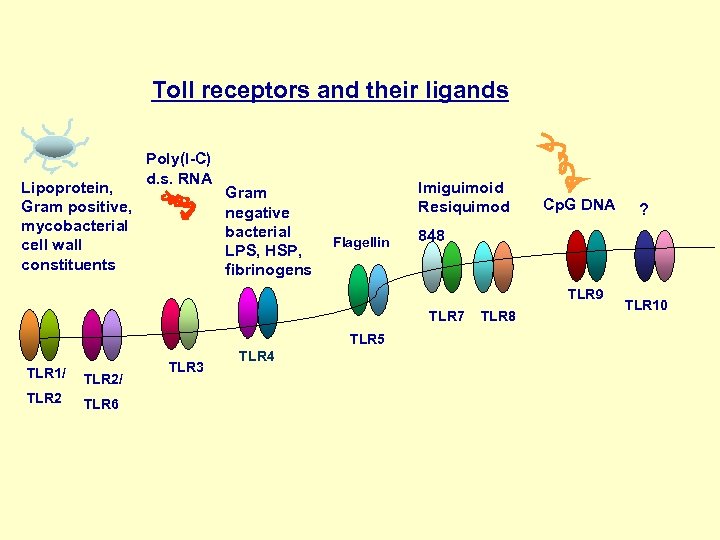 Toll receptors and their ligands Lipoprotein, Gram positive, mycobacterial cell wall constituents Poly(I-C) d.