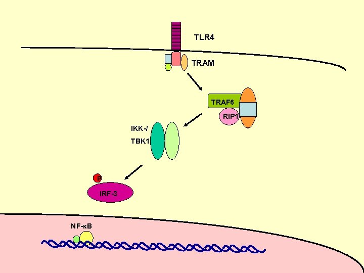 TLR 4 TRAM TRAF 6 RIP 1 IKK-i TBK 1 p IRF-3 NF-κB 