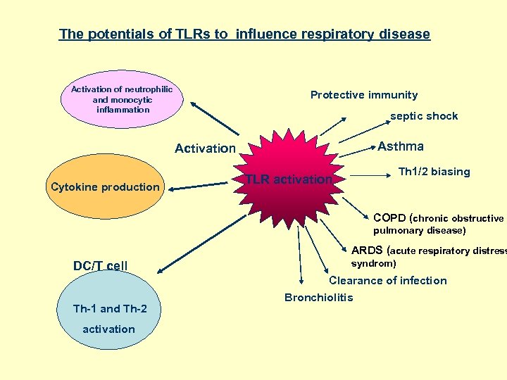 The potentials of TLRs to influence respiratory disease Activation of neutrophilic and monocytic inflammation