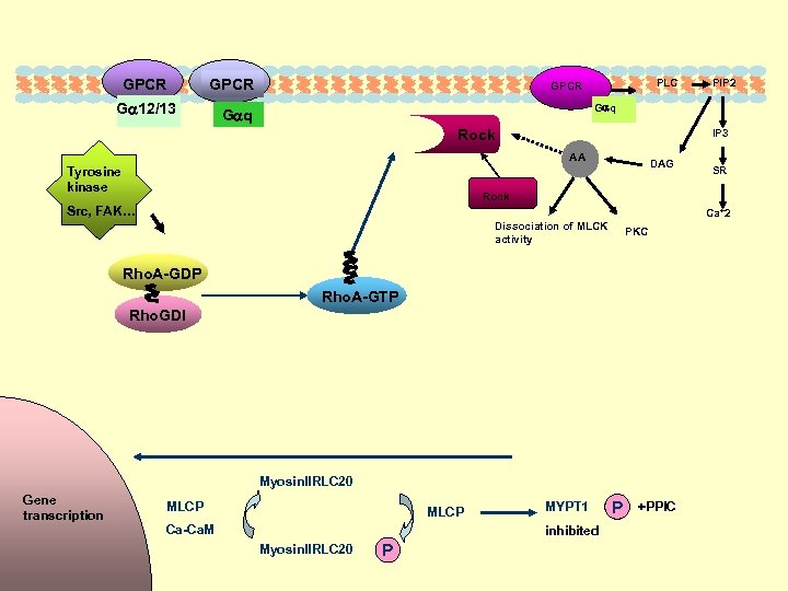 GPCR G 12/13 PLC GPCR G q IP 3 Rock AA Tyrosine kinase DAG