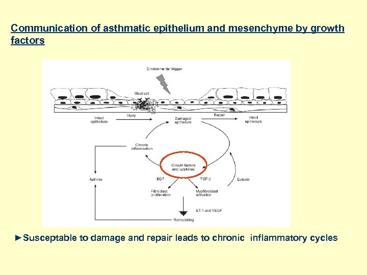 Communication of asthmatic epithelium and mesenchyme by growth factors ►Susceptable to damage and repair