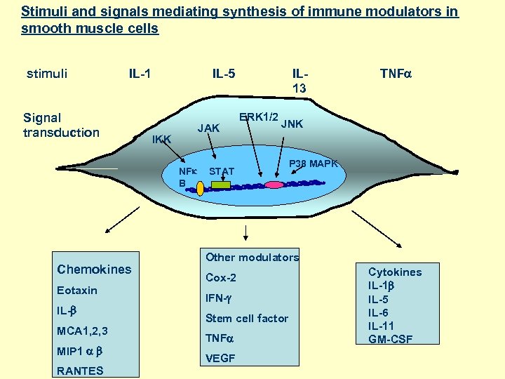 Stimuli and signals mediating synthesis of immune modulators in smooth muscle cells stimuli IL-1