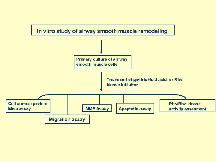 In vitro study of airway smooth muscle remodeling Primary culture of air way smooth