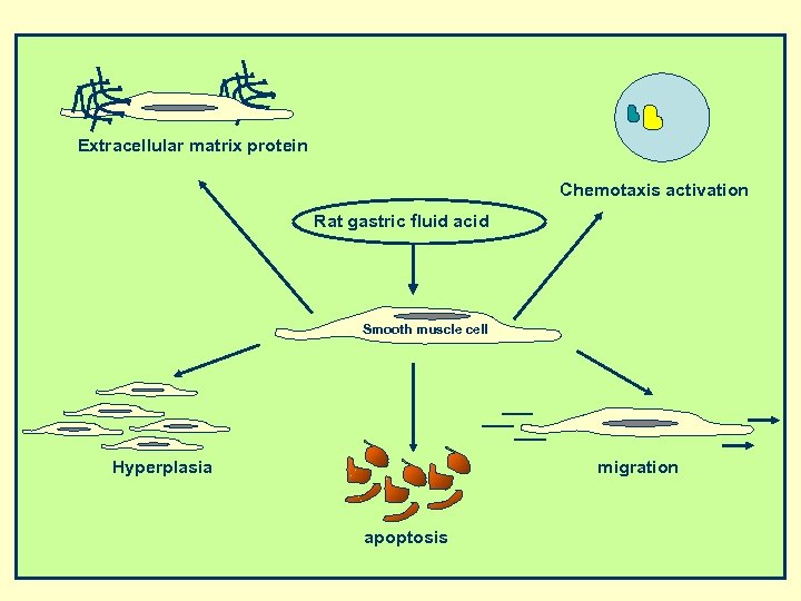 Extracellular matrix protein Chemotaxis activation Rat gastric fluid acid Smooth muscle cell Hyperplasia migration